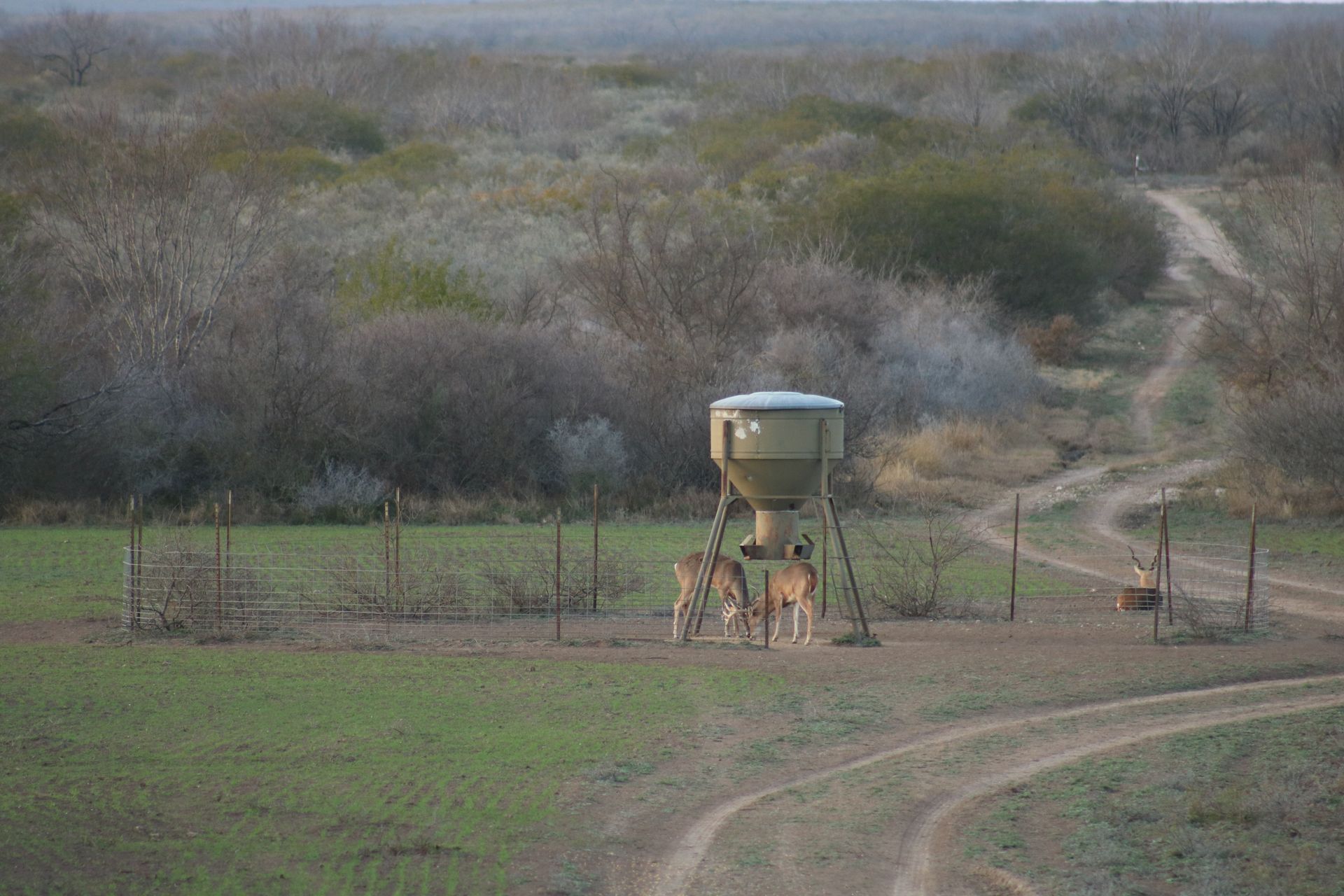 A herd of deer standing next to a feeder in a field.