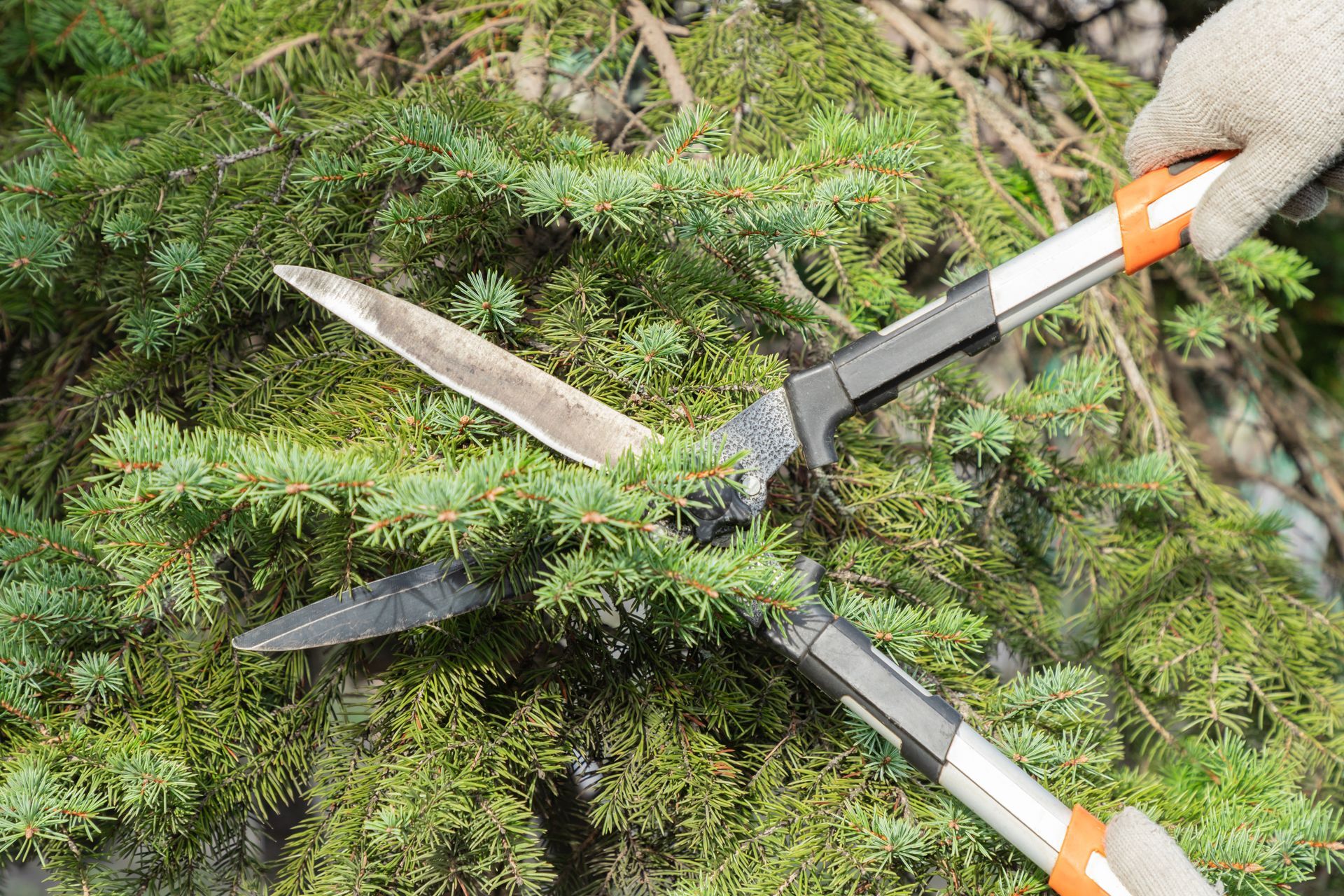 A person is cutting a tree branch with a pair of scissors.