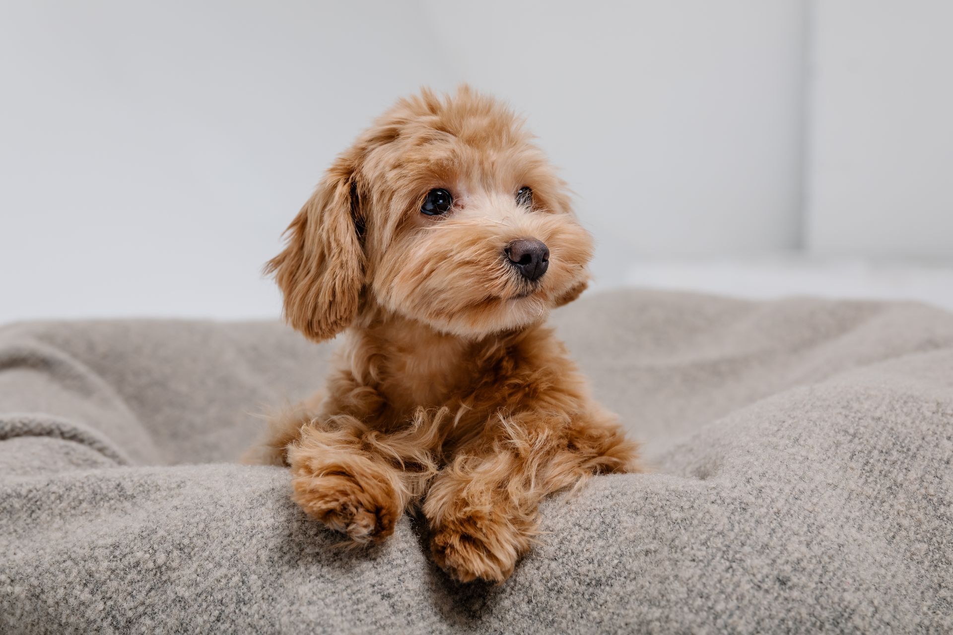 Small brown puppy lying on a gray cushion, looking to the side.
