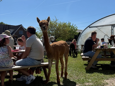 baby alpacas in de wei