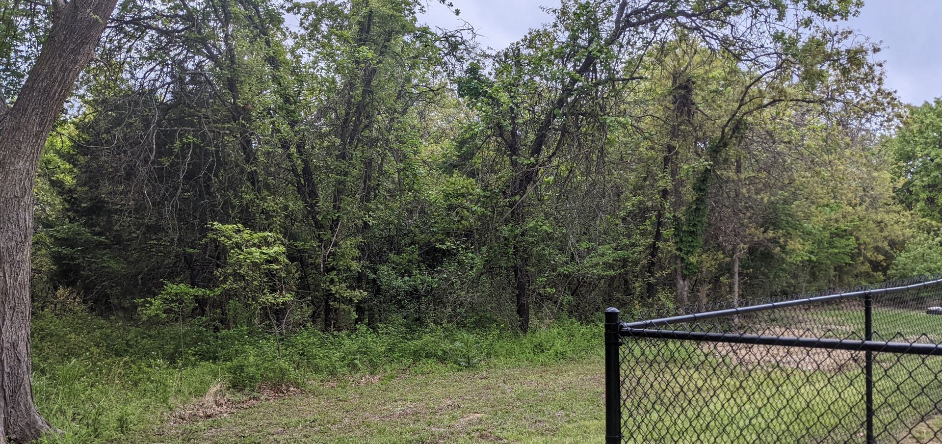 Grassy yard beside a black chain-link fence and dense green trees under a bright sky