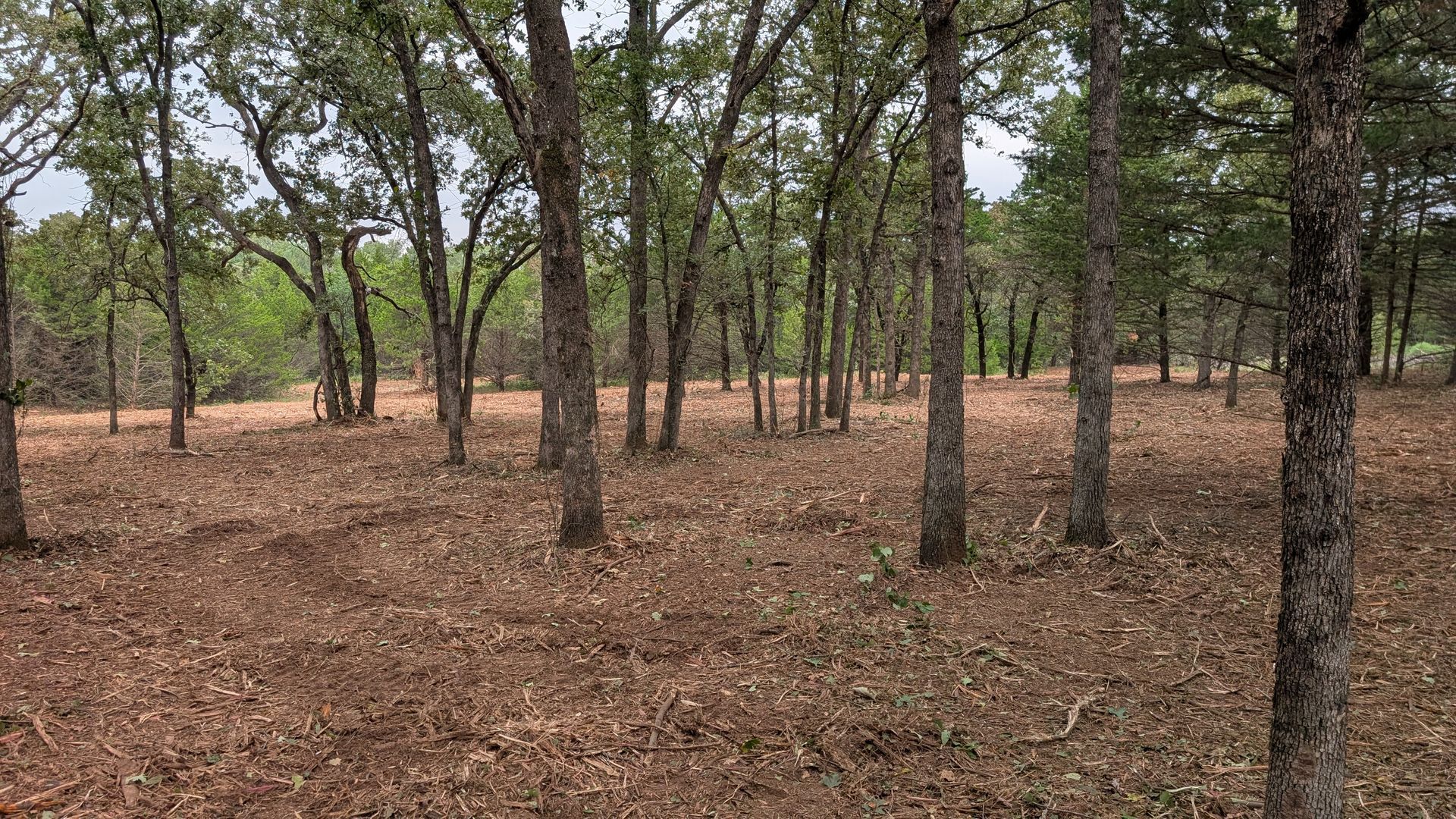 Sparse woodland with tall trees and dry brown ground cover