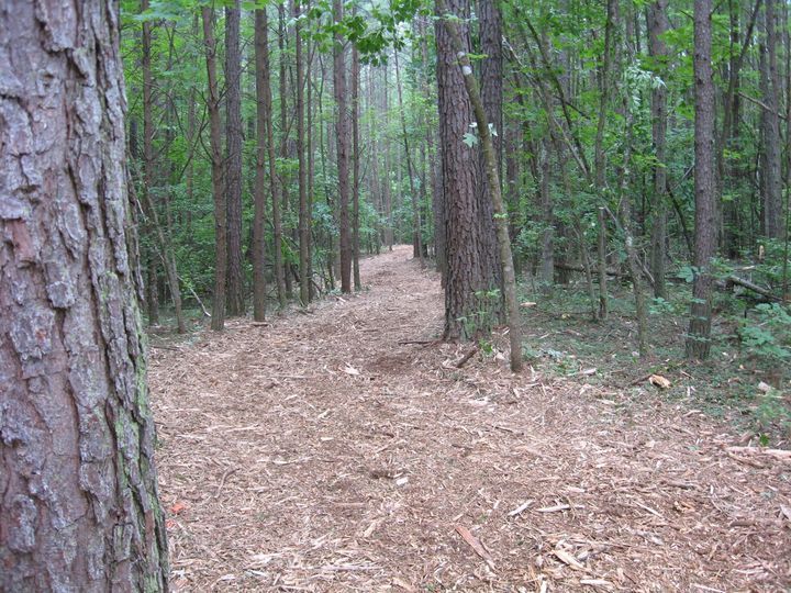 Wooded trail covered in pine needles, winding through tall trees and green undergrowth