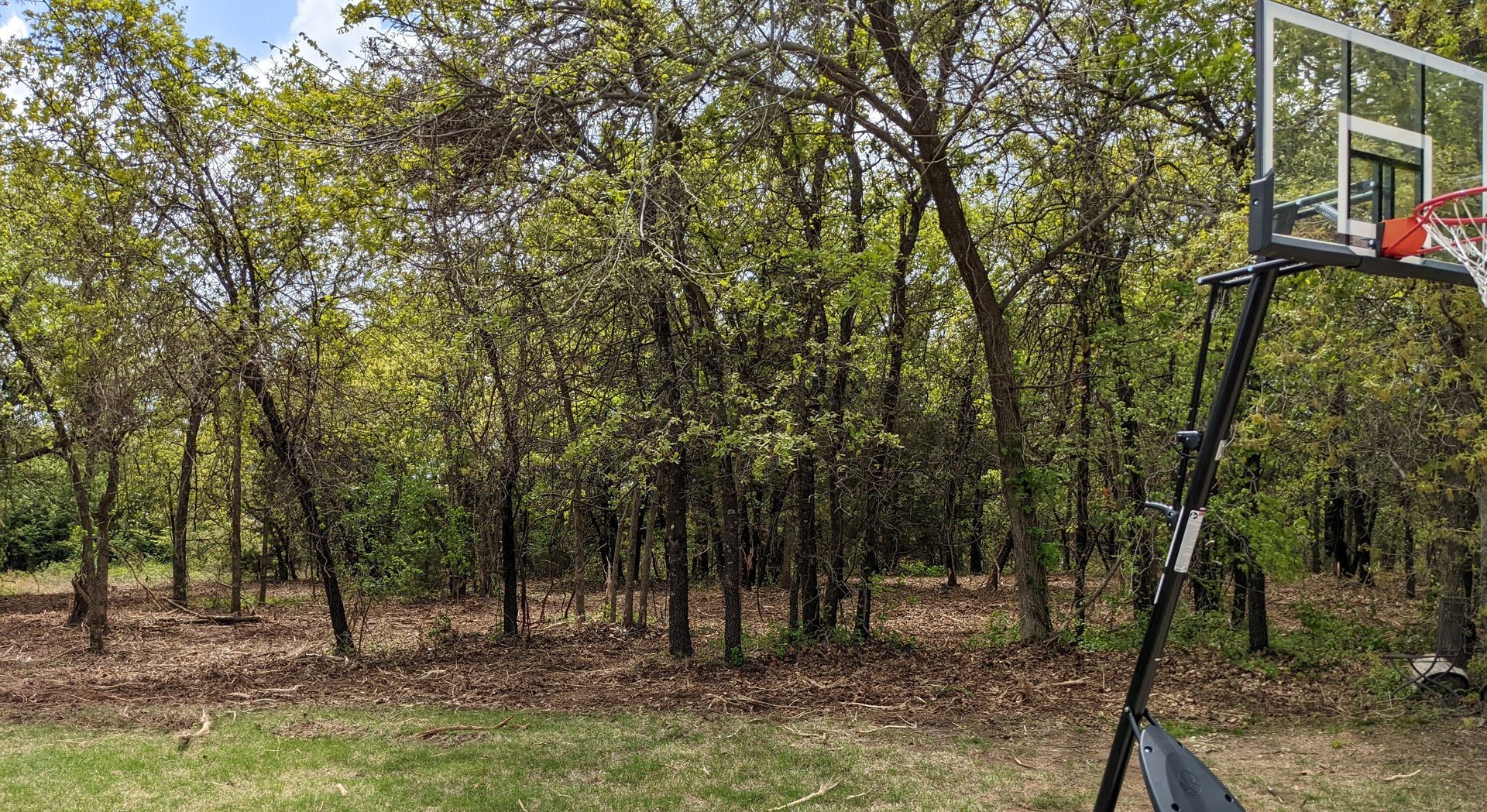 Basketball hoop on the right edge of a wooded clearing with spring leaves and grass