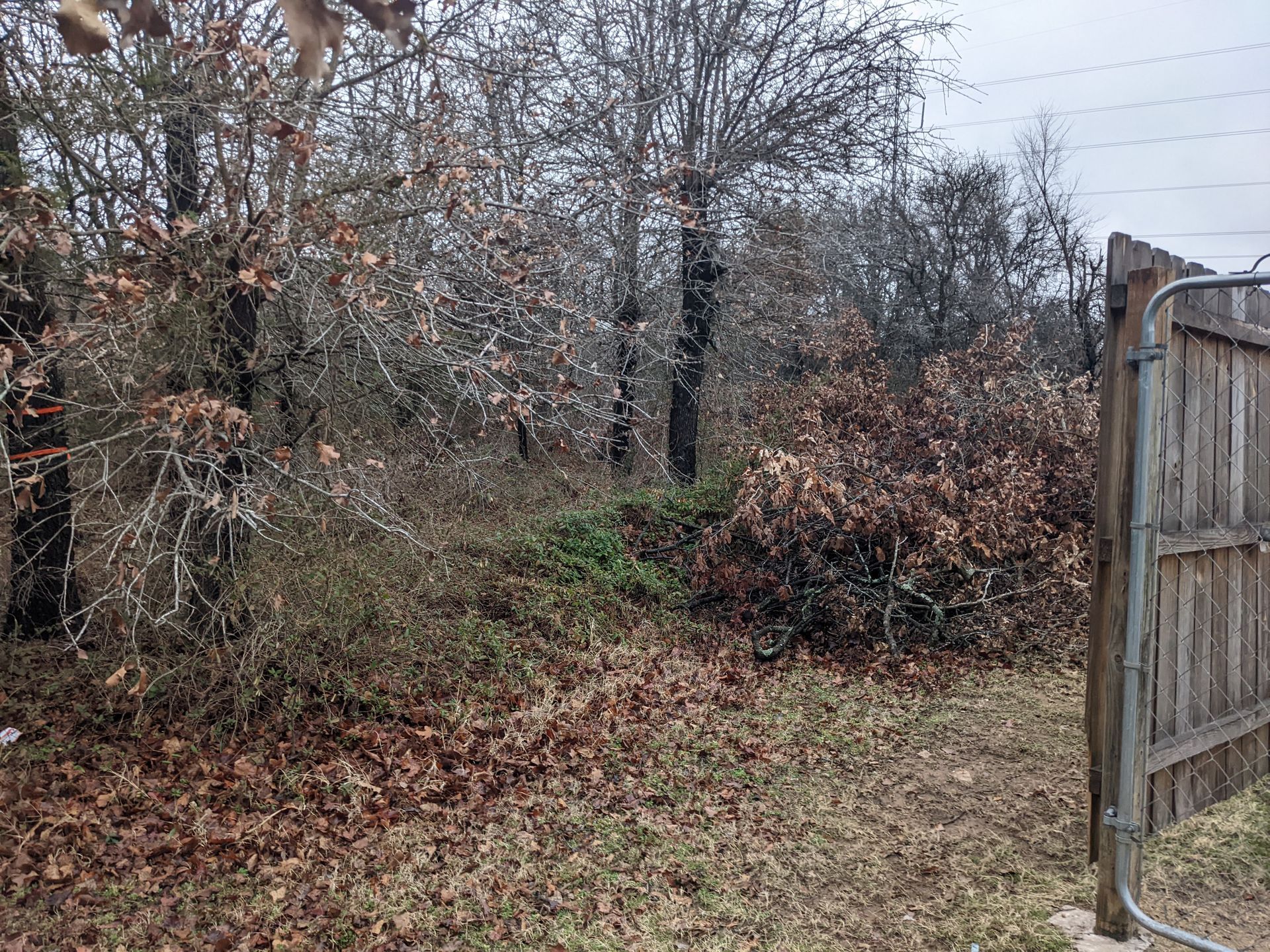 Overgrown backyard with leafless trees, fallen leaves, and an open wooden gate on the right.
