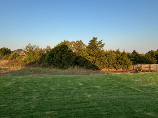 Grassy field with trees and shrubs under a clear blue sky at sunset.