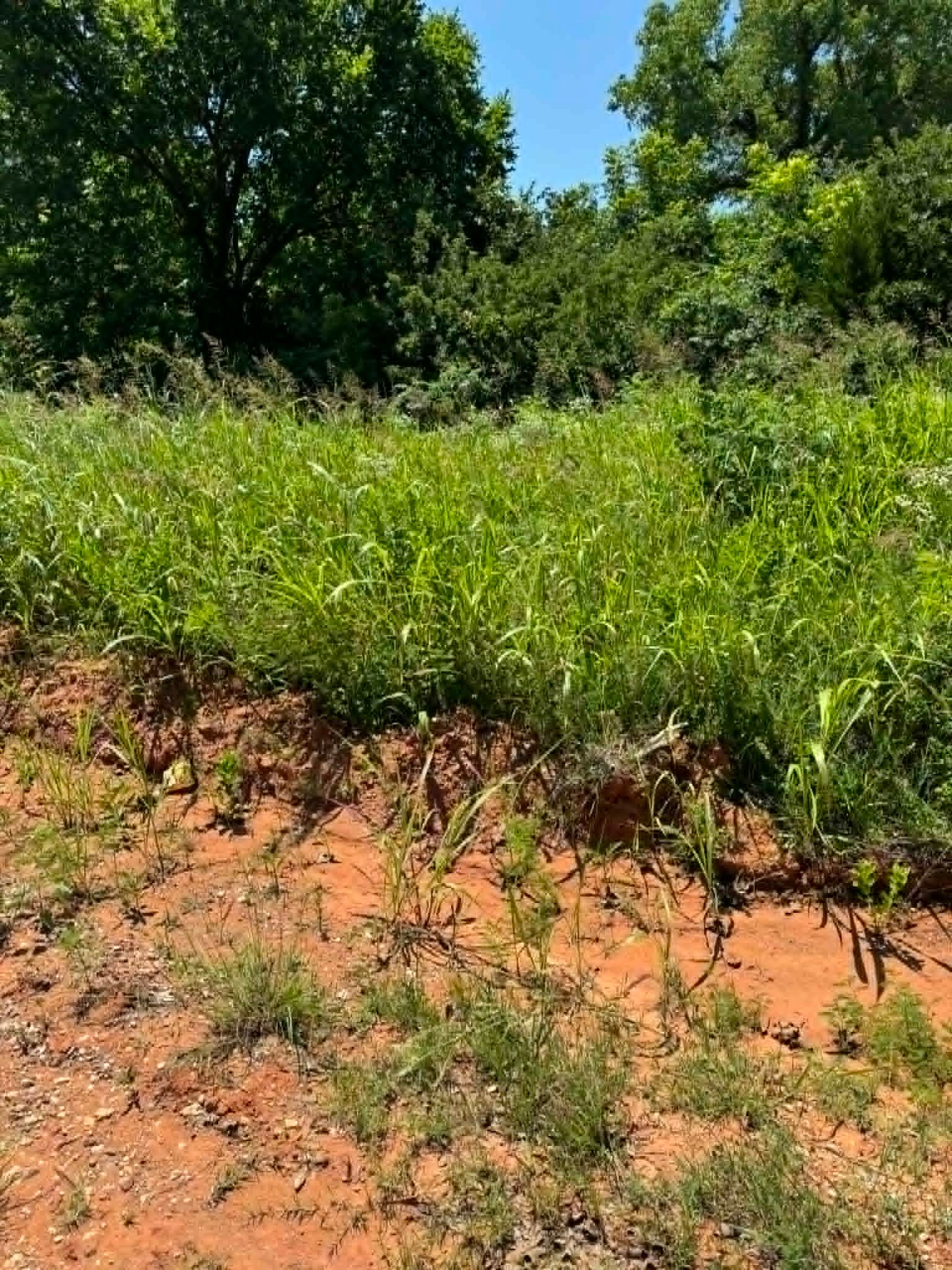 Green vegetation growing on a reddish dirt path in a sunny outdoor field
