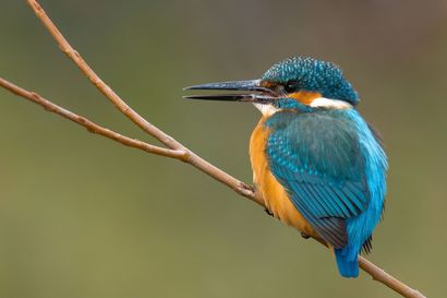 Eisvogel - Vogel des Jahres 2026 Eisvogel - Vogel des Jahres 2026