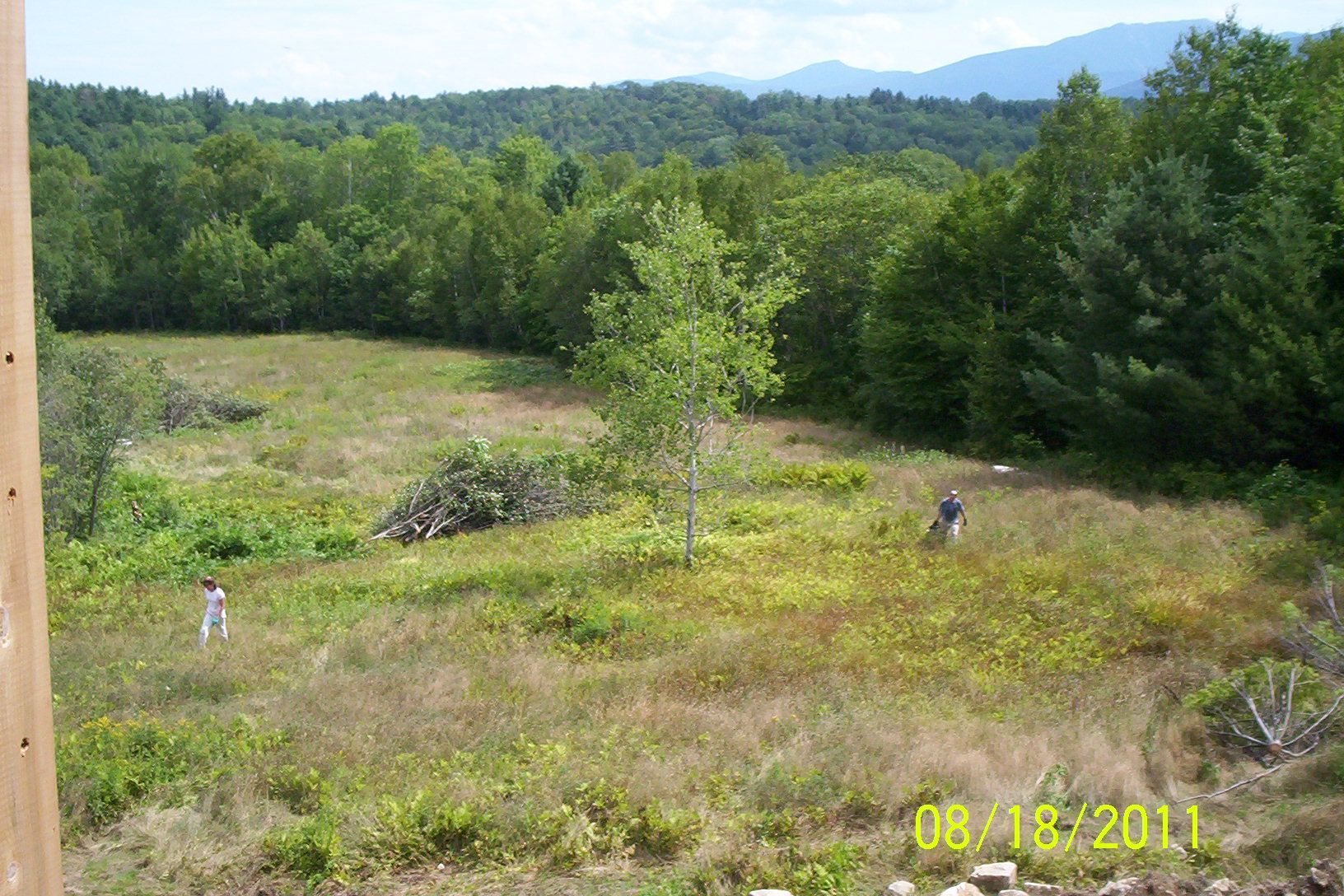 Grassy field with scattered shrubs and trees under a clear sky, mountains in the distance