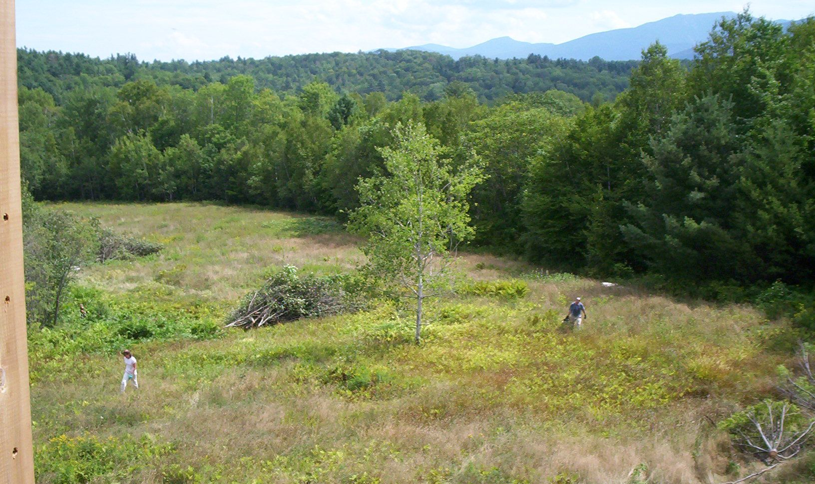 Grassy field with scattered trees and a forested hill under a clear sky