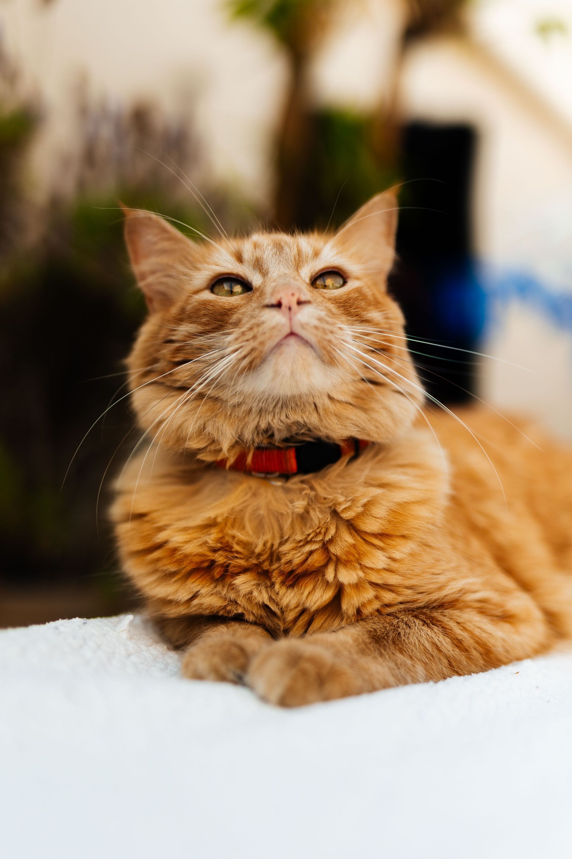 Orange tabby cat wearing a red collar sitting in snow, looking upward