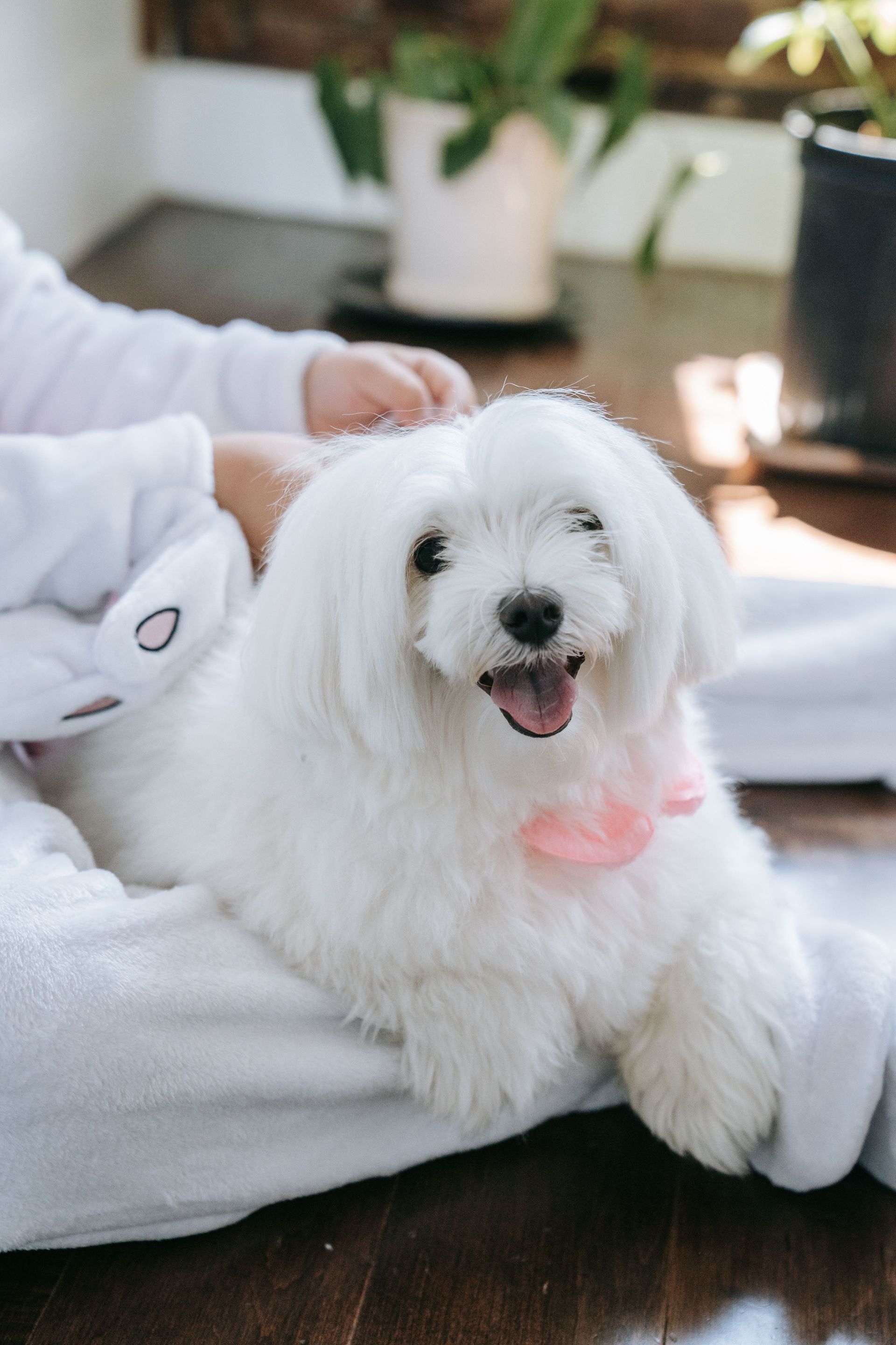 Fluffy white dog with a pink bow sitting on a person’s lap indoors