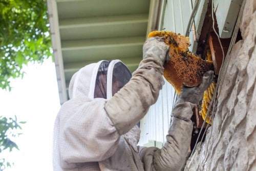 BEE TREATMENT