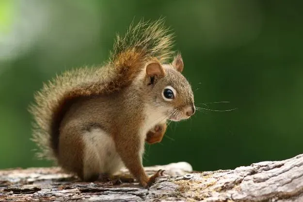 about-squirrels-pioneer-exterminating-company