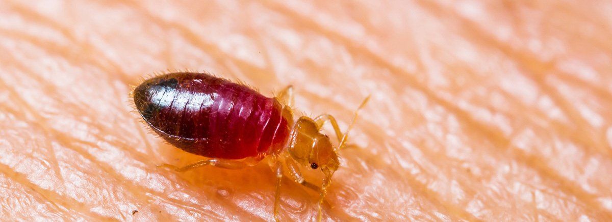 what-bug-is-biting-you-pioneer-exterminating-company