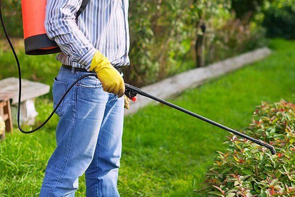 insect-control-services-in-houston-tx
