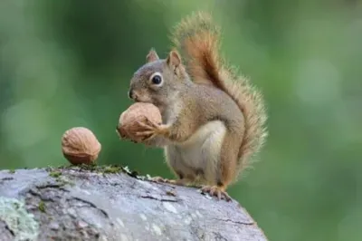 Squirrel eating nuts