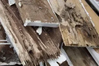 Termites on pile wood