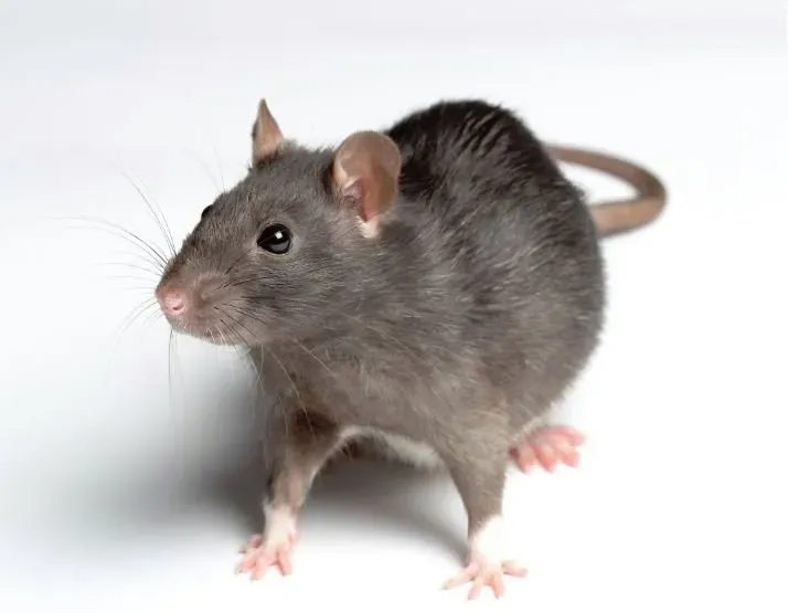 Rodent Alert