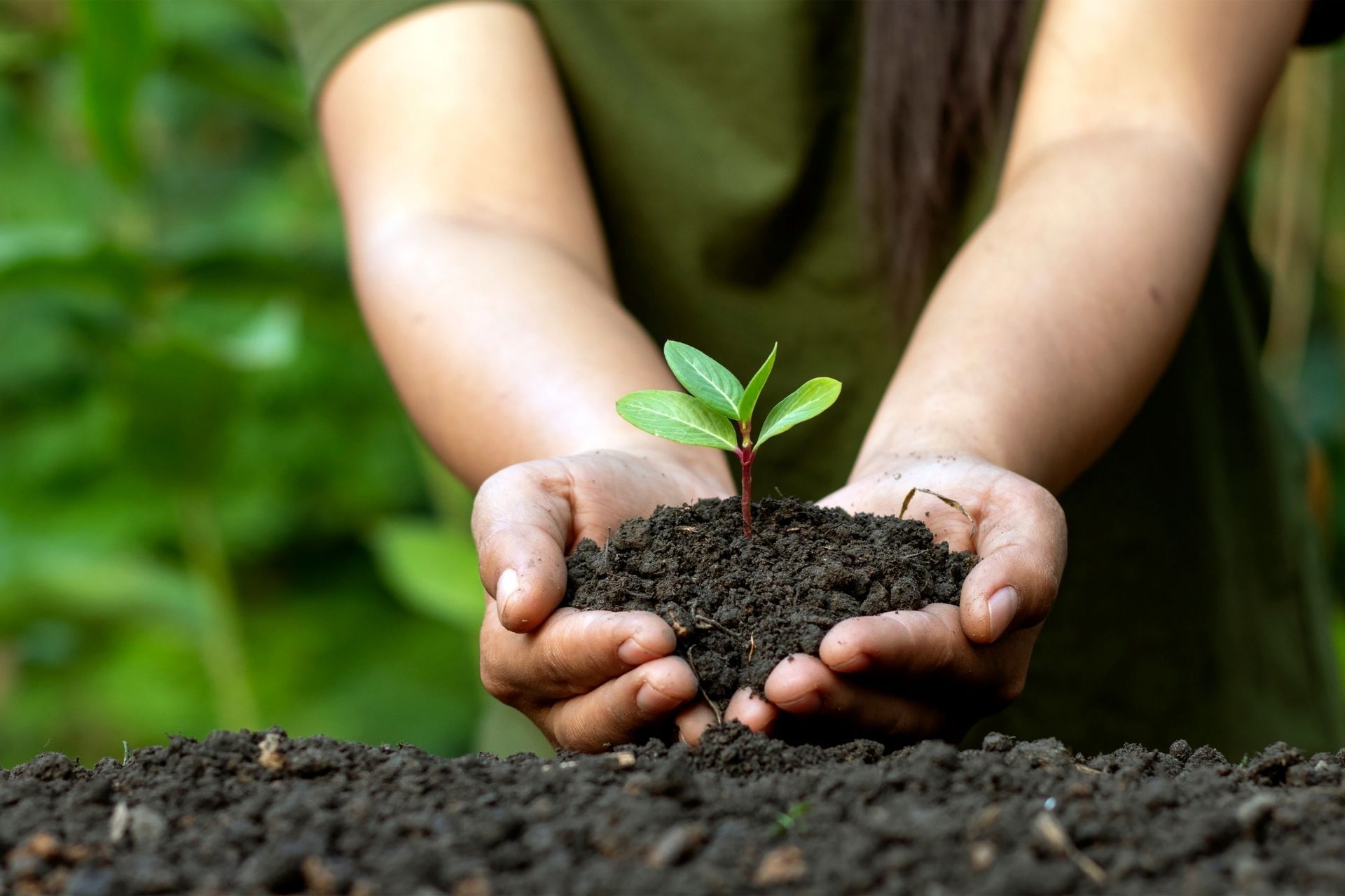 A person is holding a small plant in their hands.