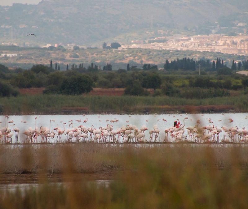Flamingos wading in shallow water, many pink birds, reed-lined shore, background of trees and distant hills.