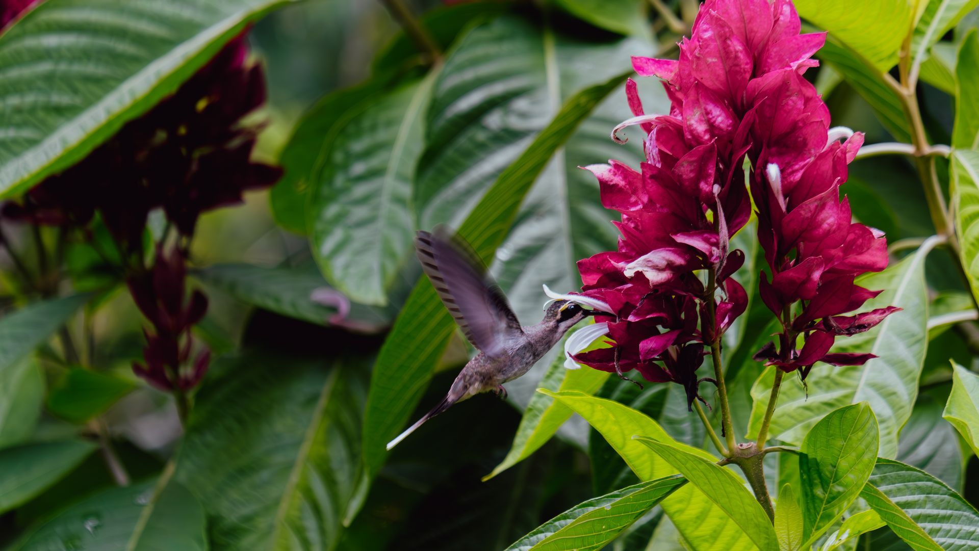 Hummingbird hovers near crimson flower, wings spread, in lush green foliage.