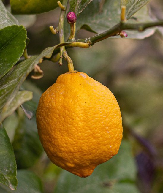 Yellow lemon fruit hanging from a tree branch with green leaves.