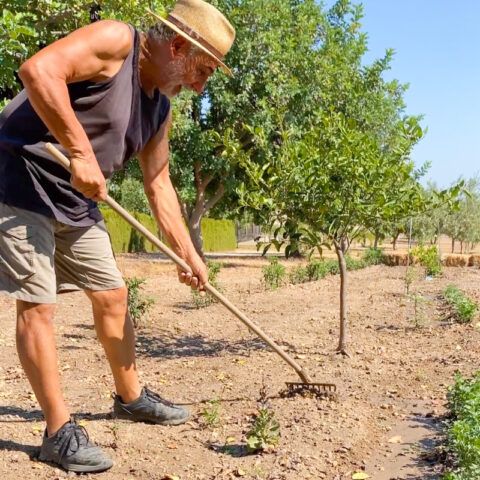 Man using a rake in a garden, wearing shorts and a hat, trees in background.