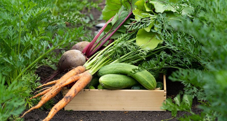 Freshly harvested vegetables: carrots, beets, cucumbers, and greens in a wooden crate.
