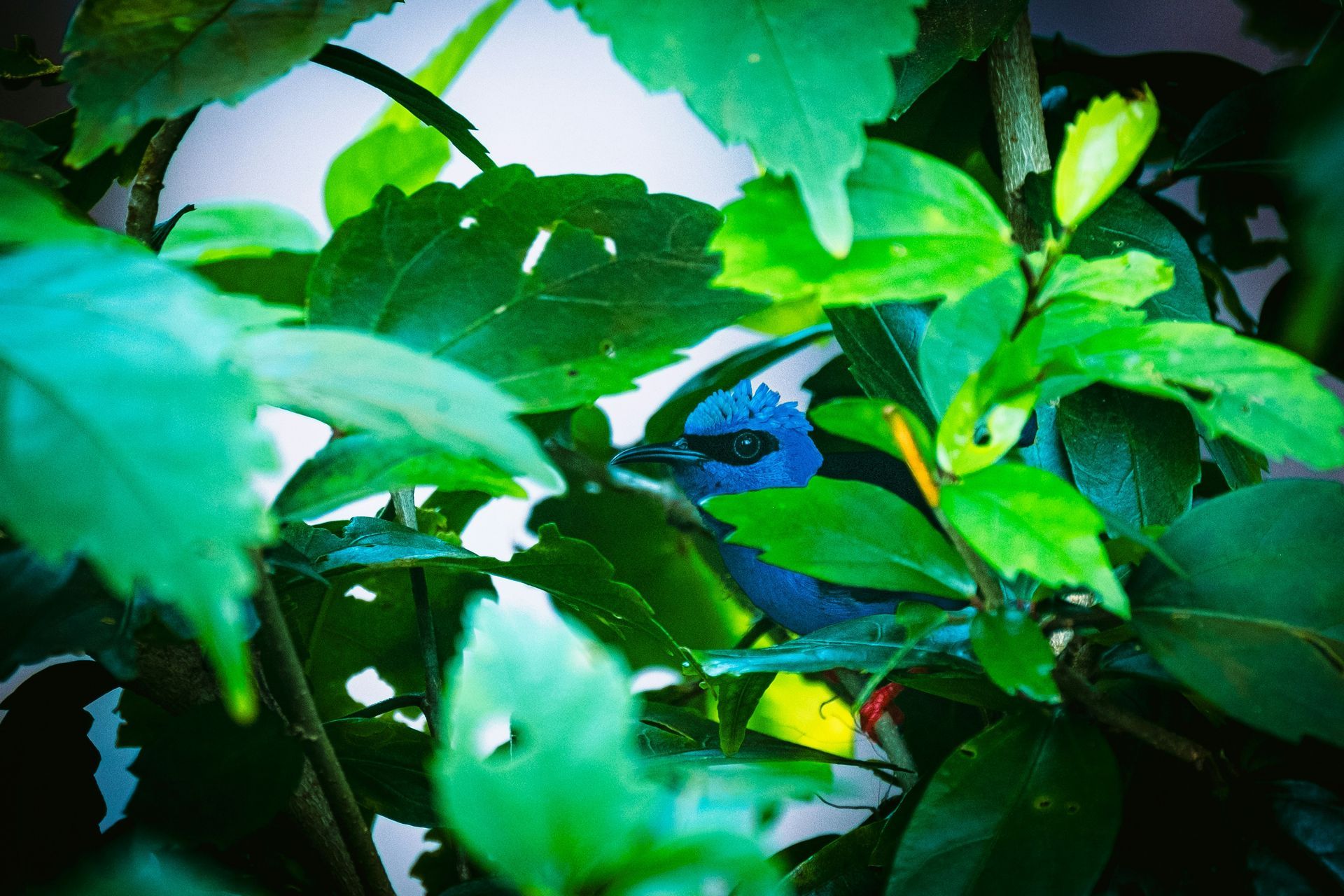 Blue bird partially hidden in green leaves.