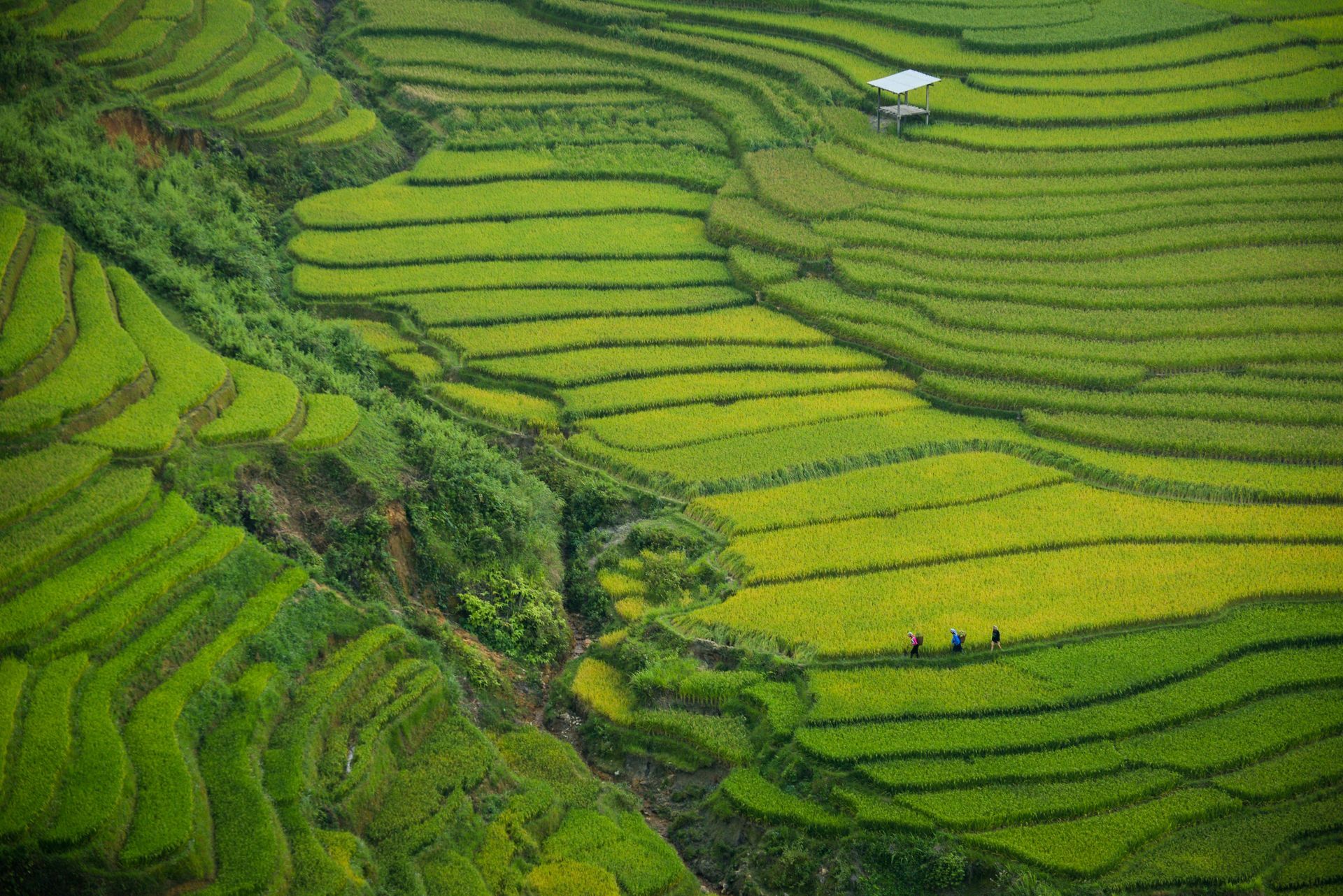 Green rice terraces cascade down a hillside; three figures work among the crops.