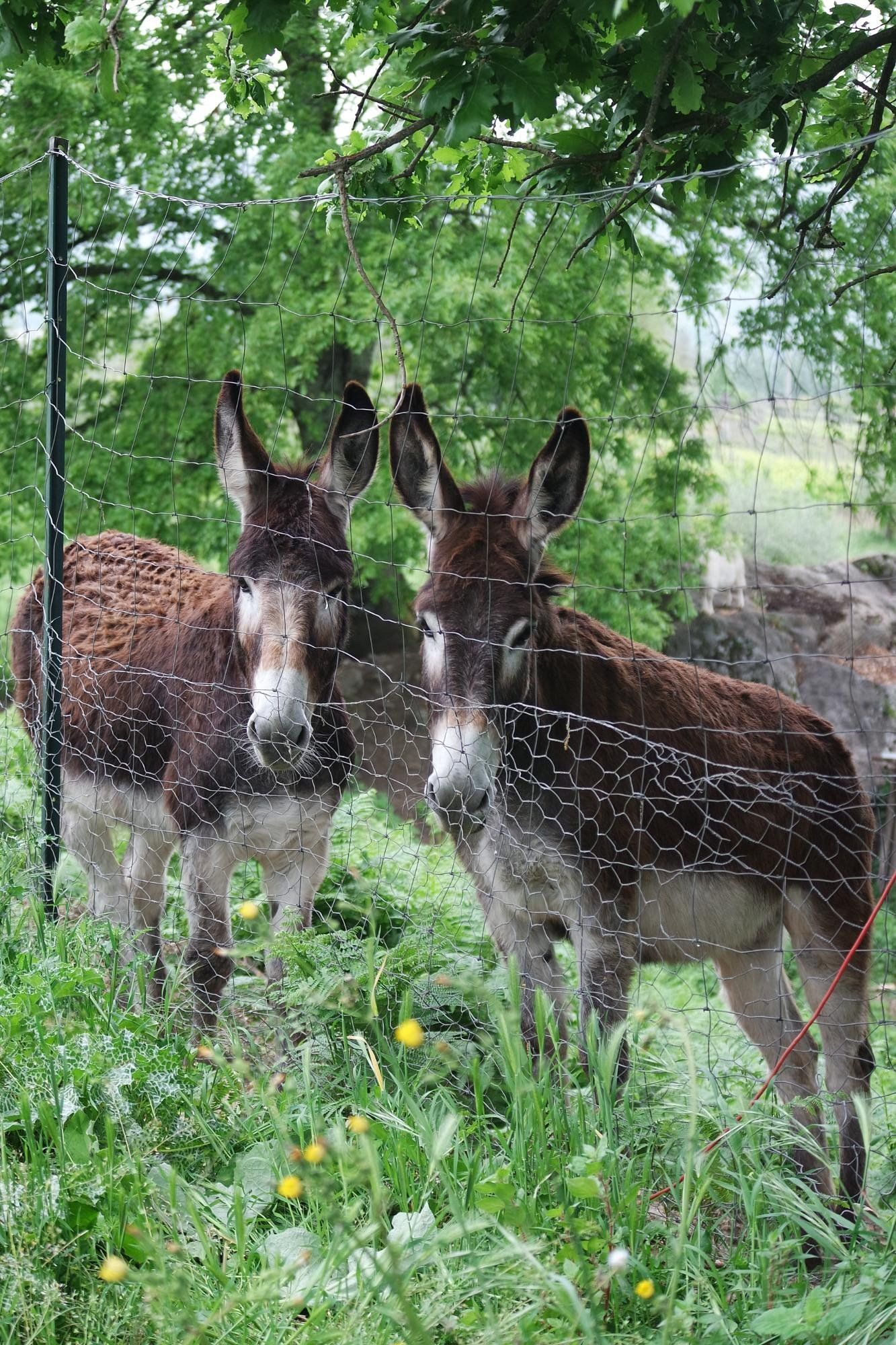 Two donkeys behind a wire fence, looking forward. Brown and gray coats, green foliage.