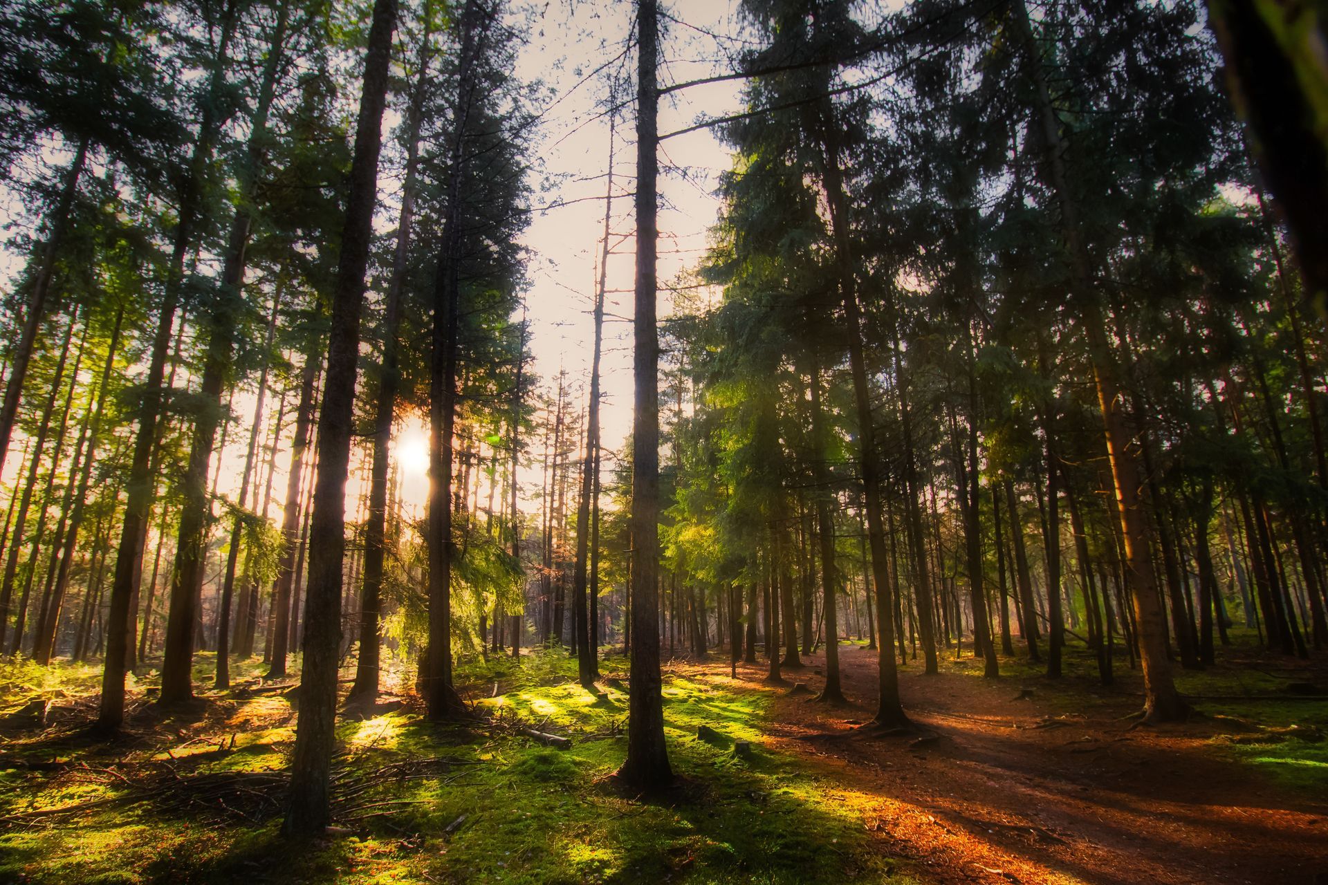 Sunlight filters through tall trees in a forest, casting shadows on the ground.