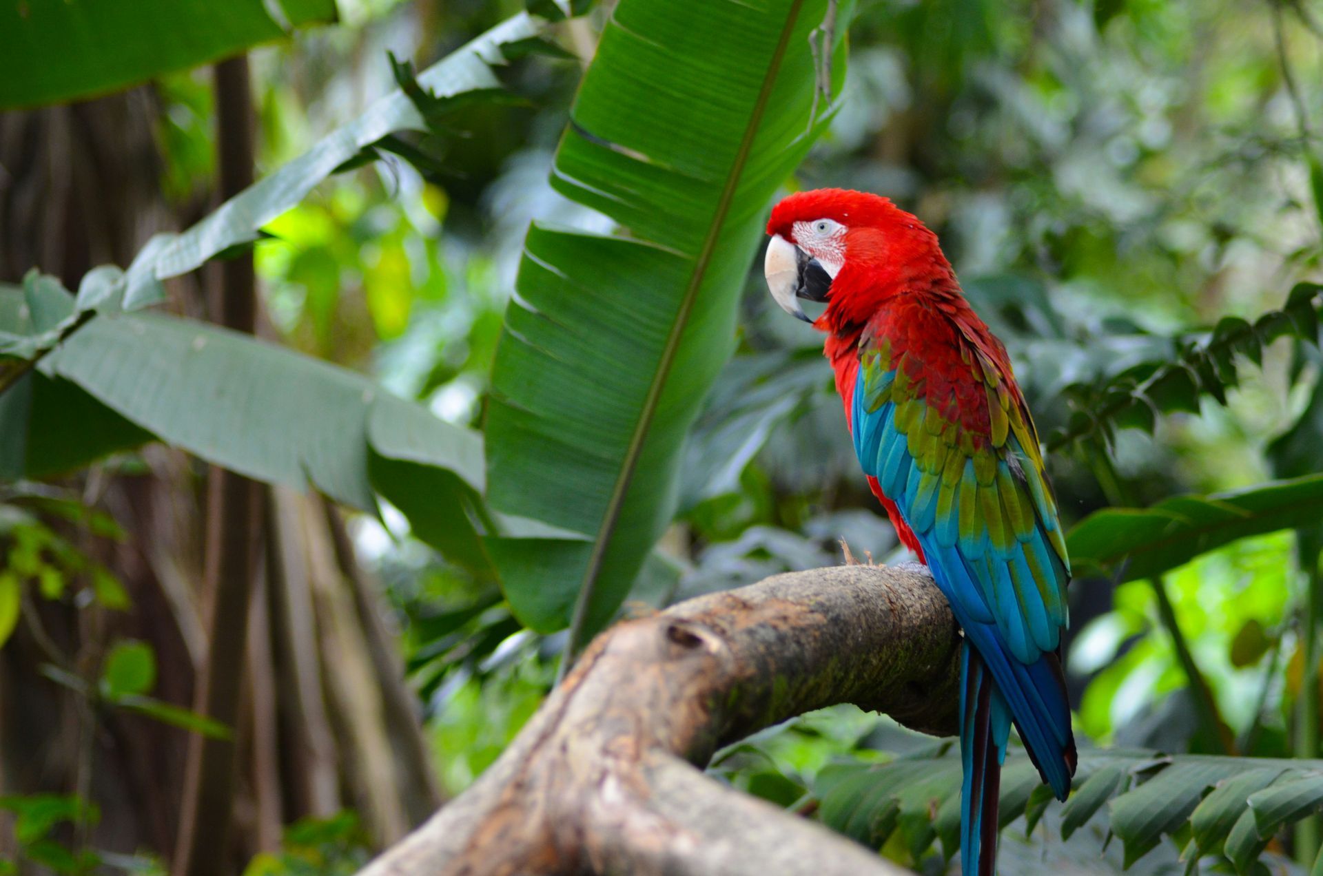 Scarlet macaw with red, blue, and green plumage perched on a branch in a rainforest.