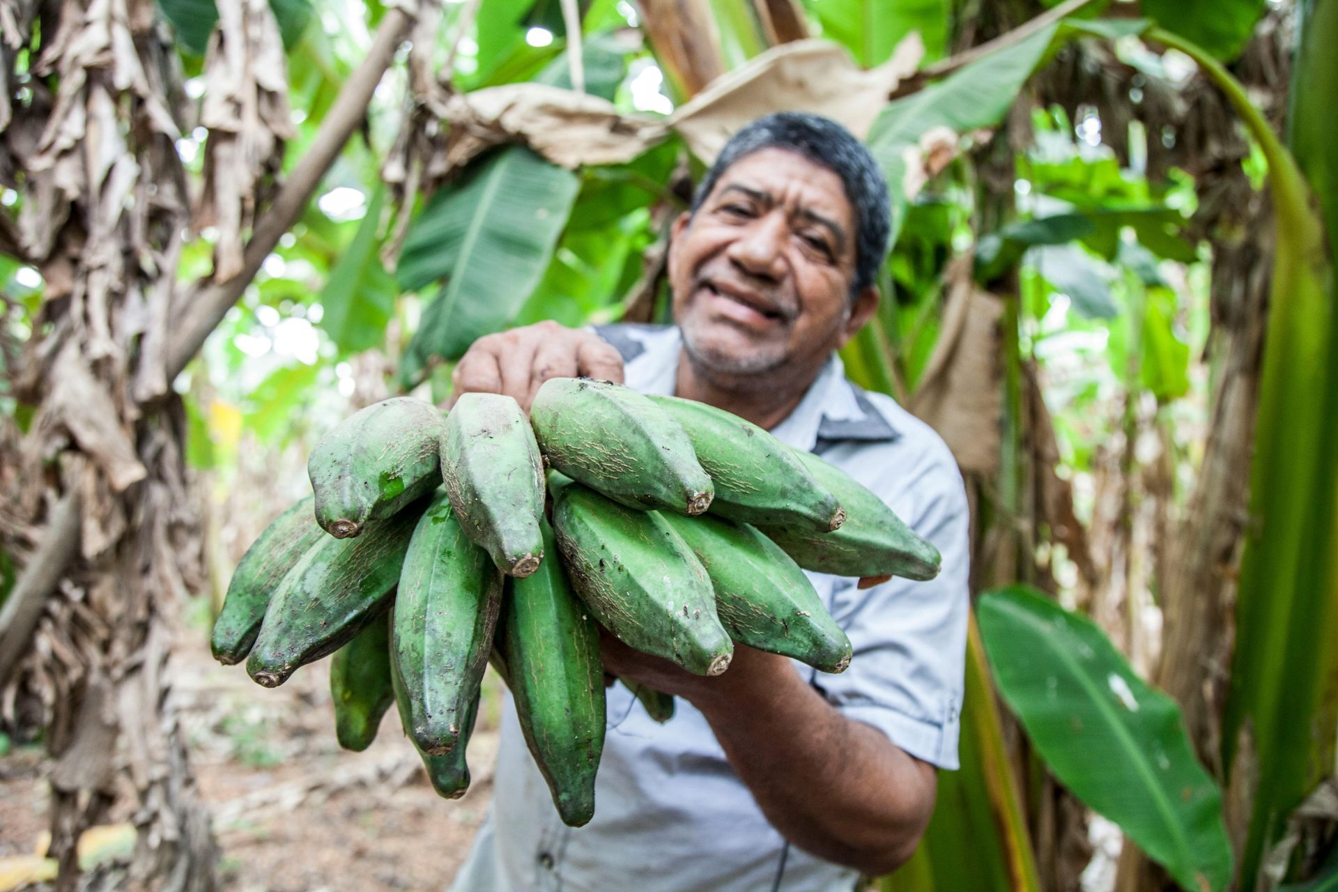Man holding a bunch of green bananas in a banana grove.