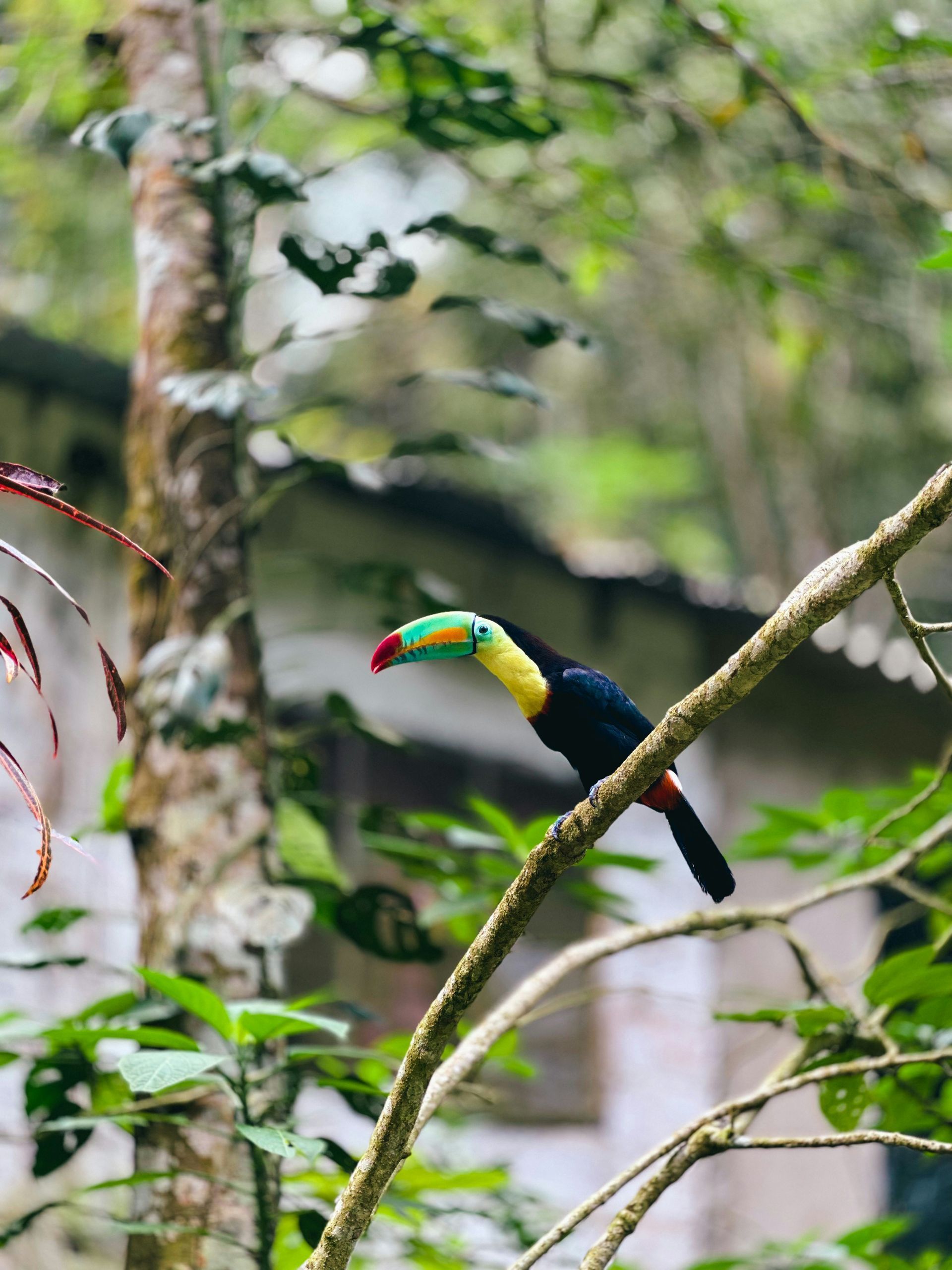 Toucan perched on a tree branch, vibrant beak, blue body, green and yellow accents, lush green foliage background.