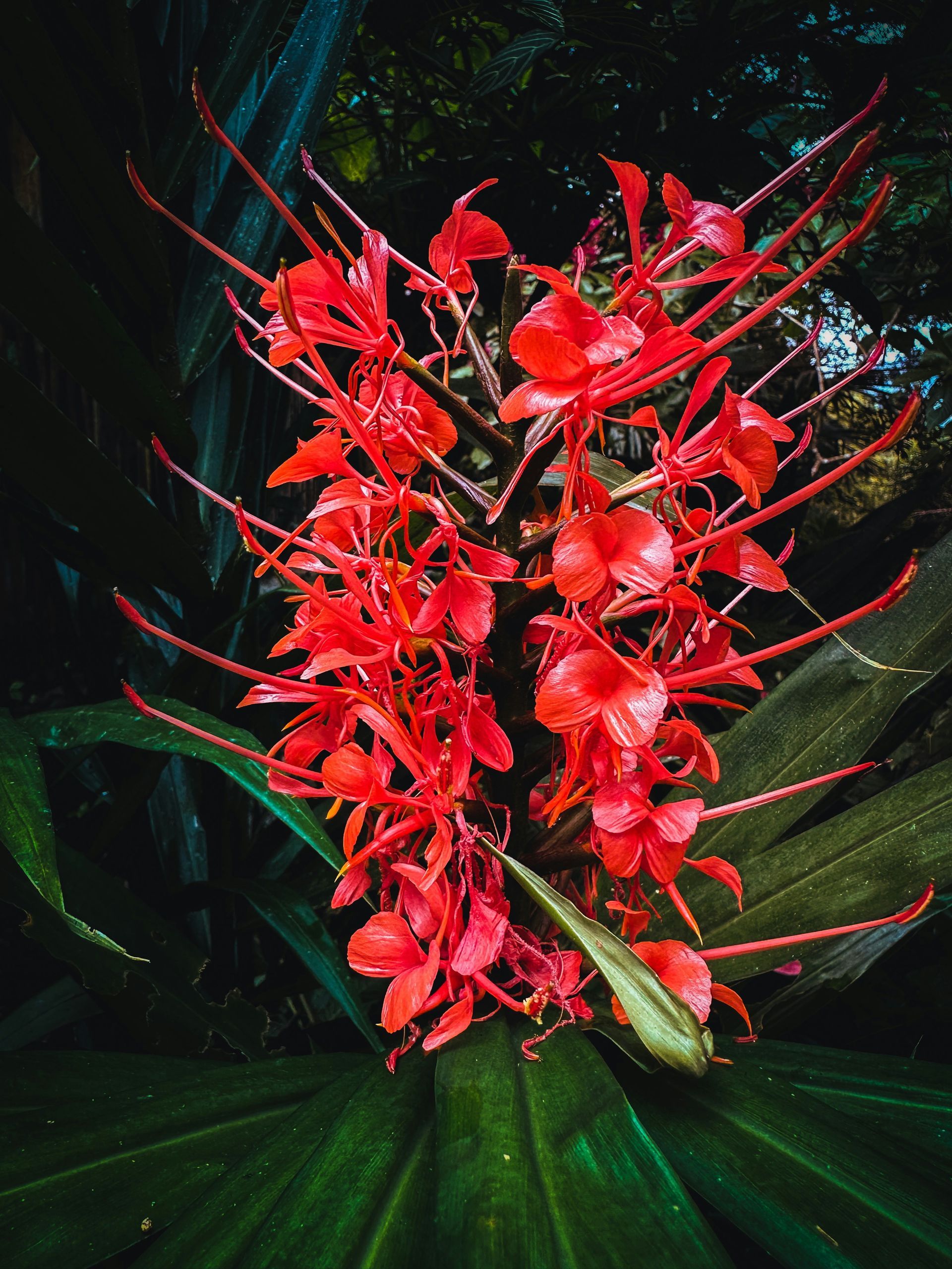 Bright red torch ginger flowers against dark green leaves.