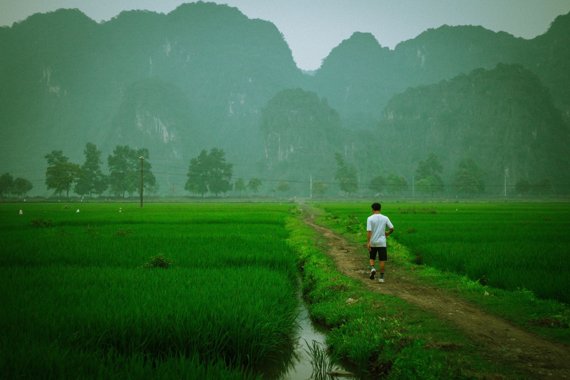 Man jogging on path through green rice fields, mountains in the distance.