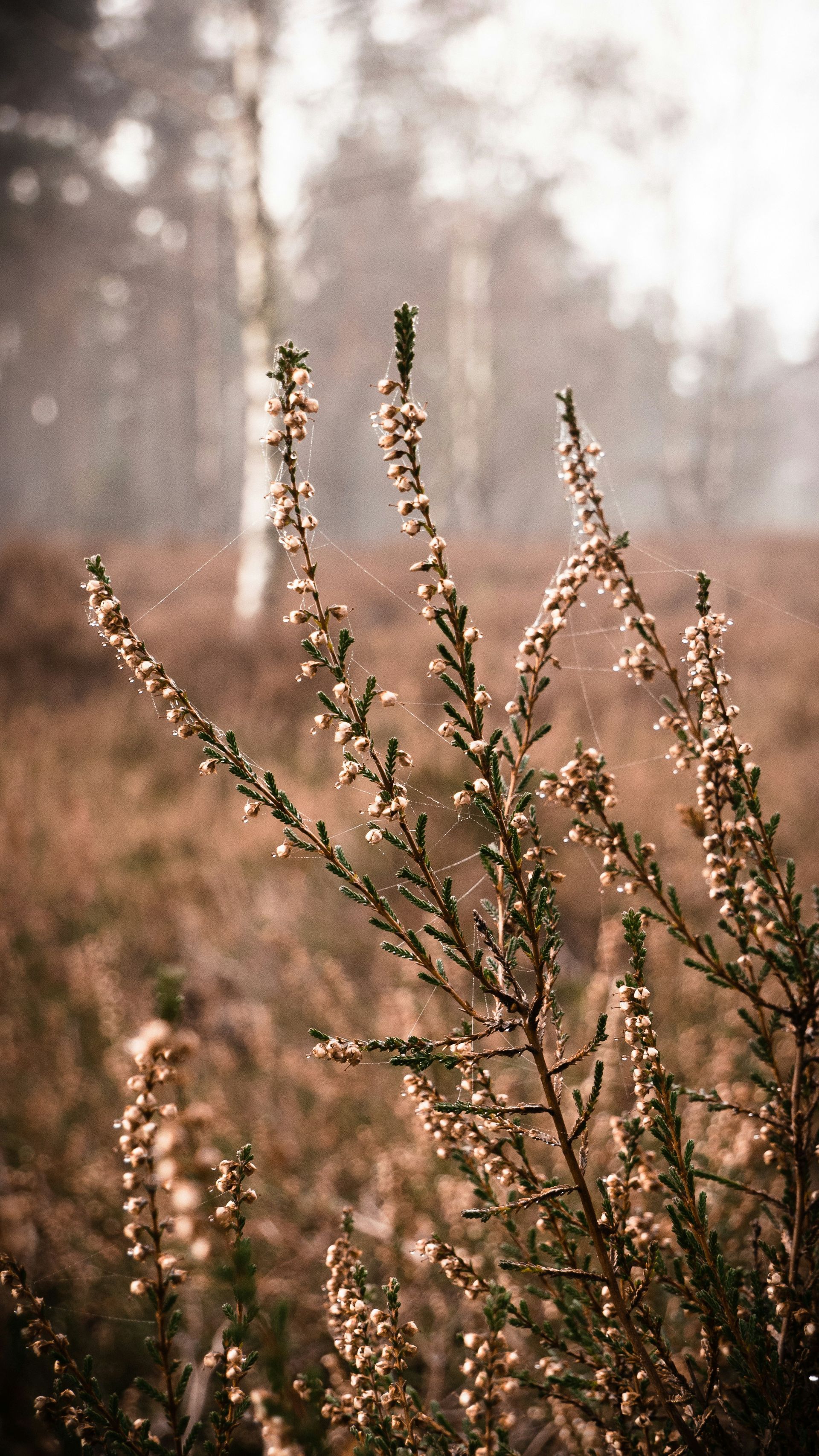 Heather blossoms in a field, with a blurred birch tree in the background. Soft brown and green tones.