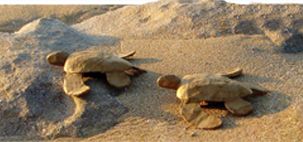 Two baby sea turtles crawling across a sandy beach toward the ocean