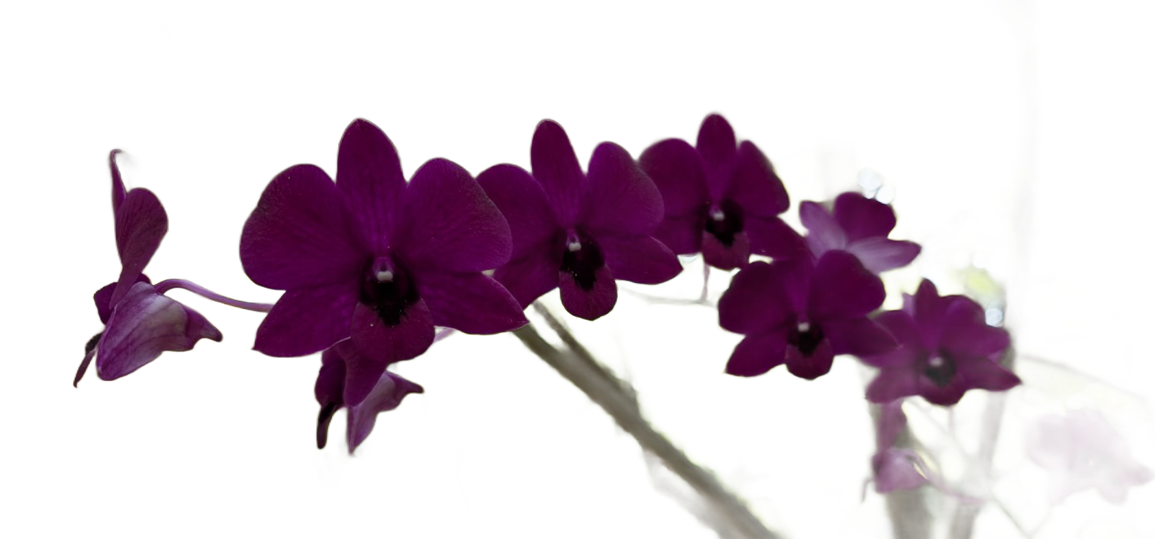 String of flowers