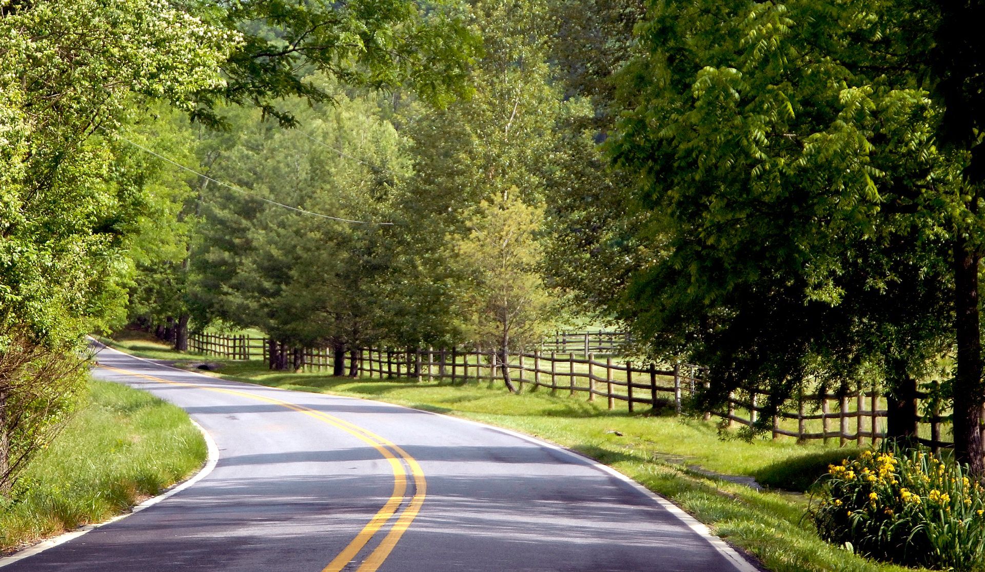 Winding road through lush green trees, bordered by a wooden fence, on a sunny day.