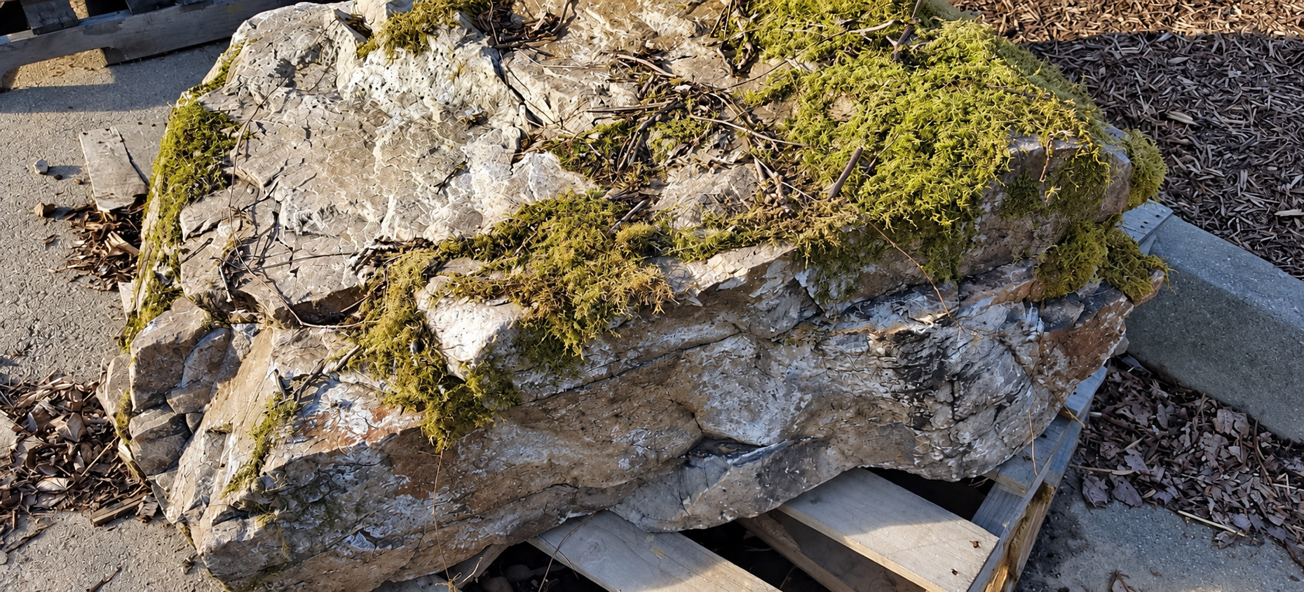 Large moss-covered rock resting on a wooden pallet outdoors