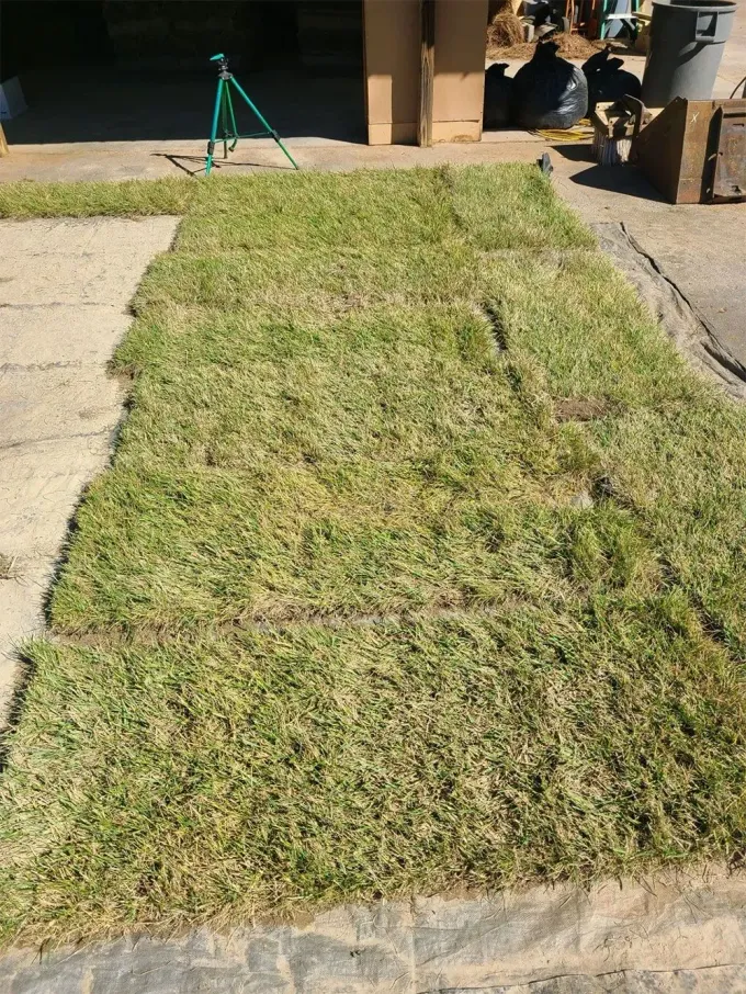 Patchy rectangular grass lawn in front of a house with a concrete walkway and tripod in the background