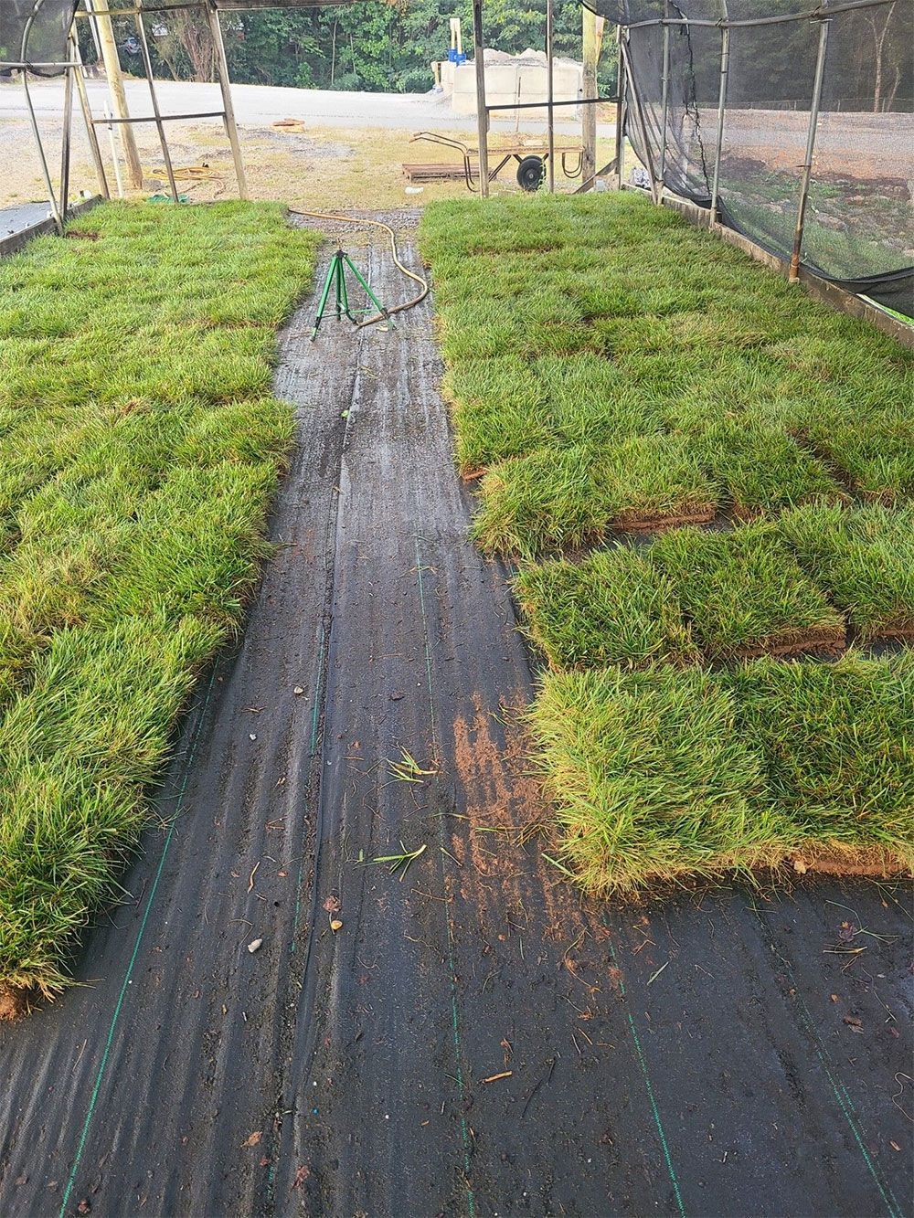 Rows of green nursery seedlings on black ground cover with a central path in a fenced outdoor area