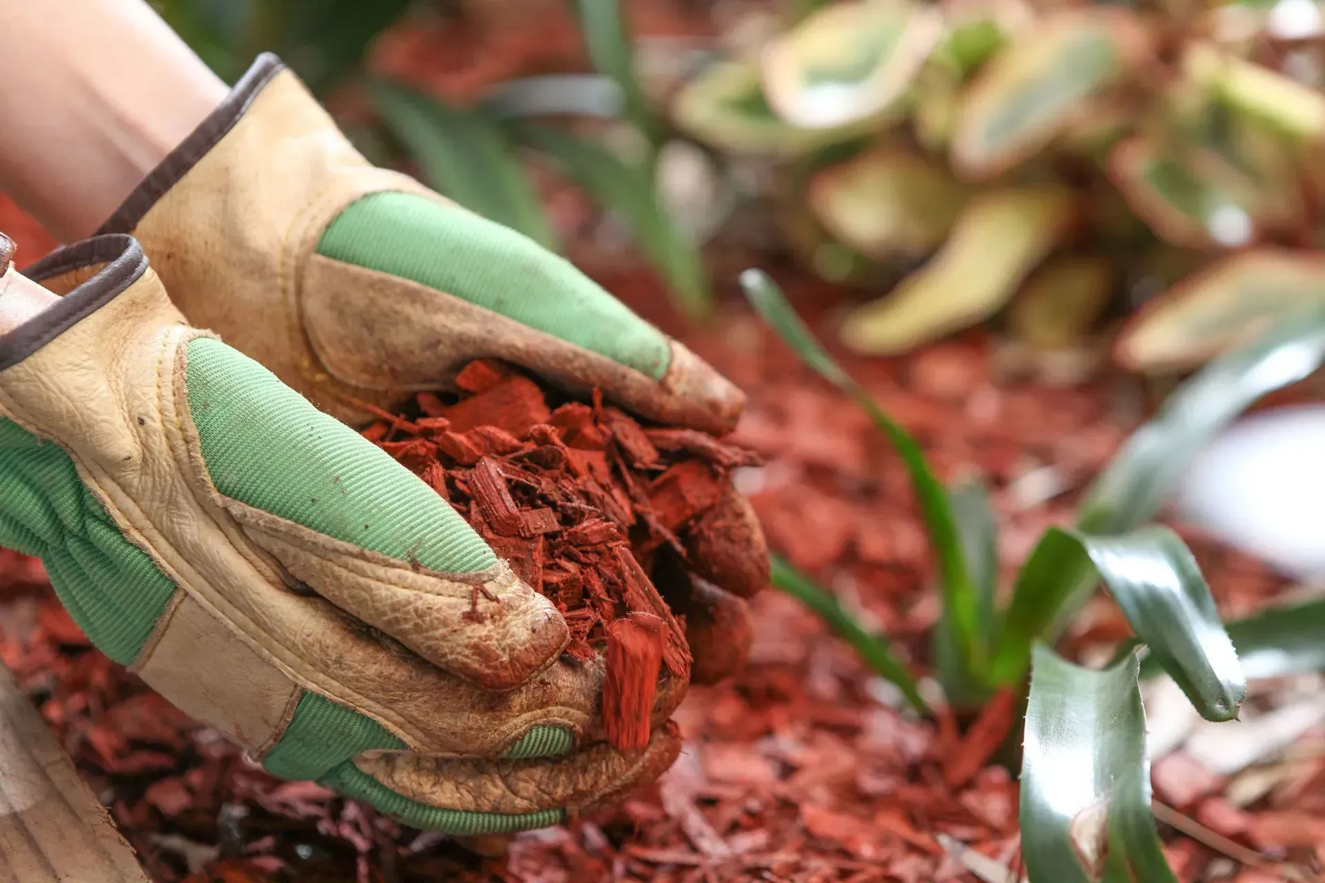 Gloved hands holding rich red soil beside a small green seedling in a garden bed