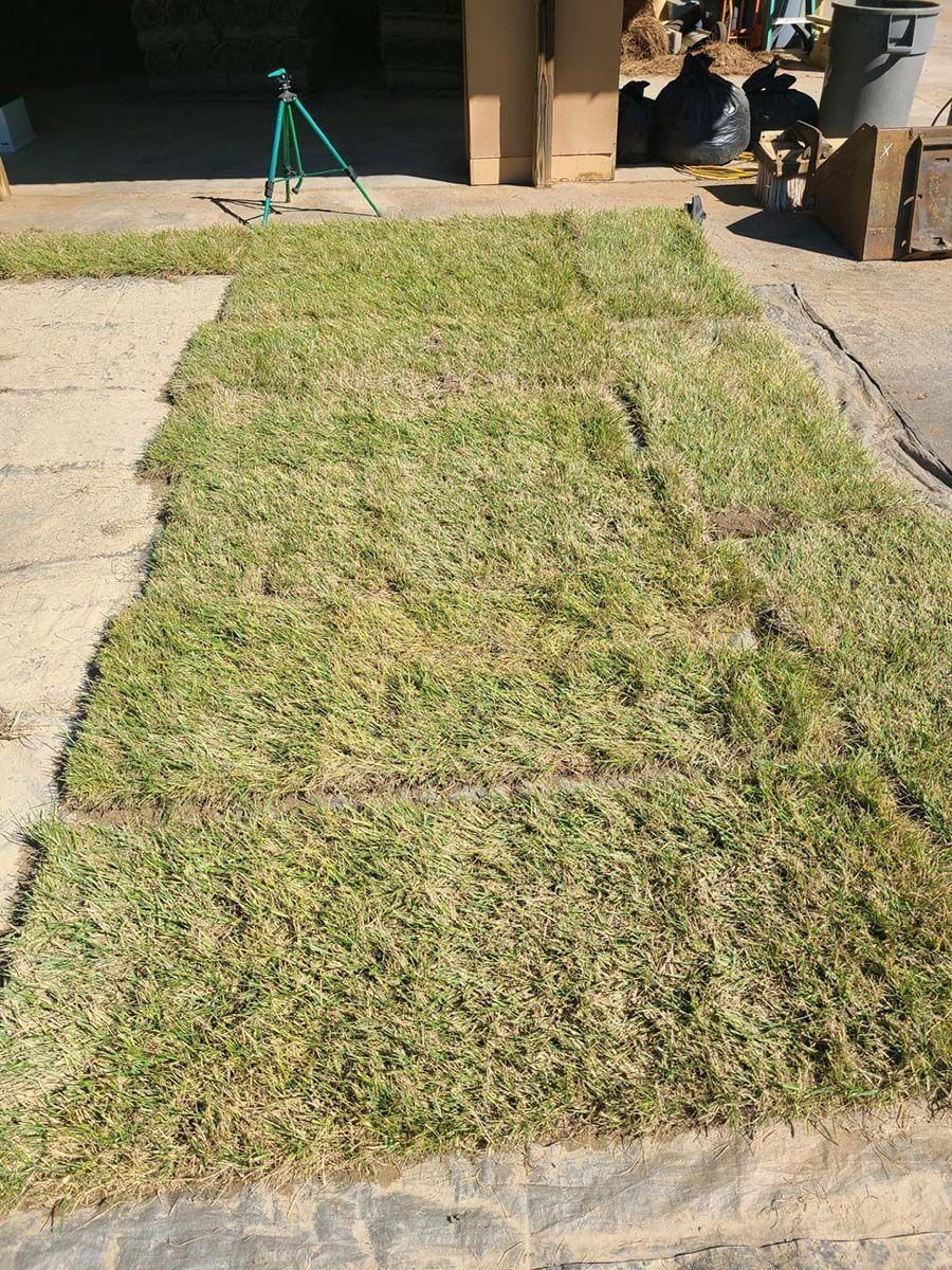 Patchy rectangular lawn in a yard, bordered by concrete walkway and a driveway.