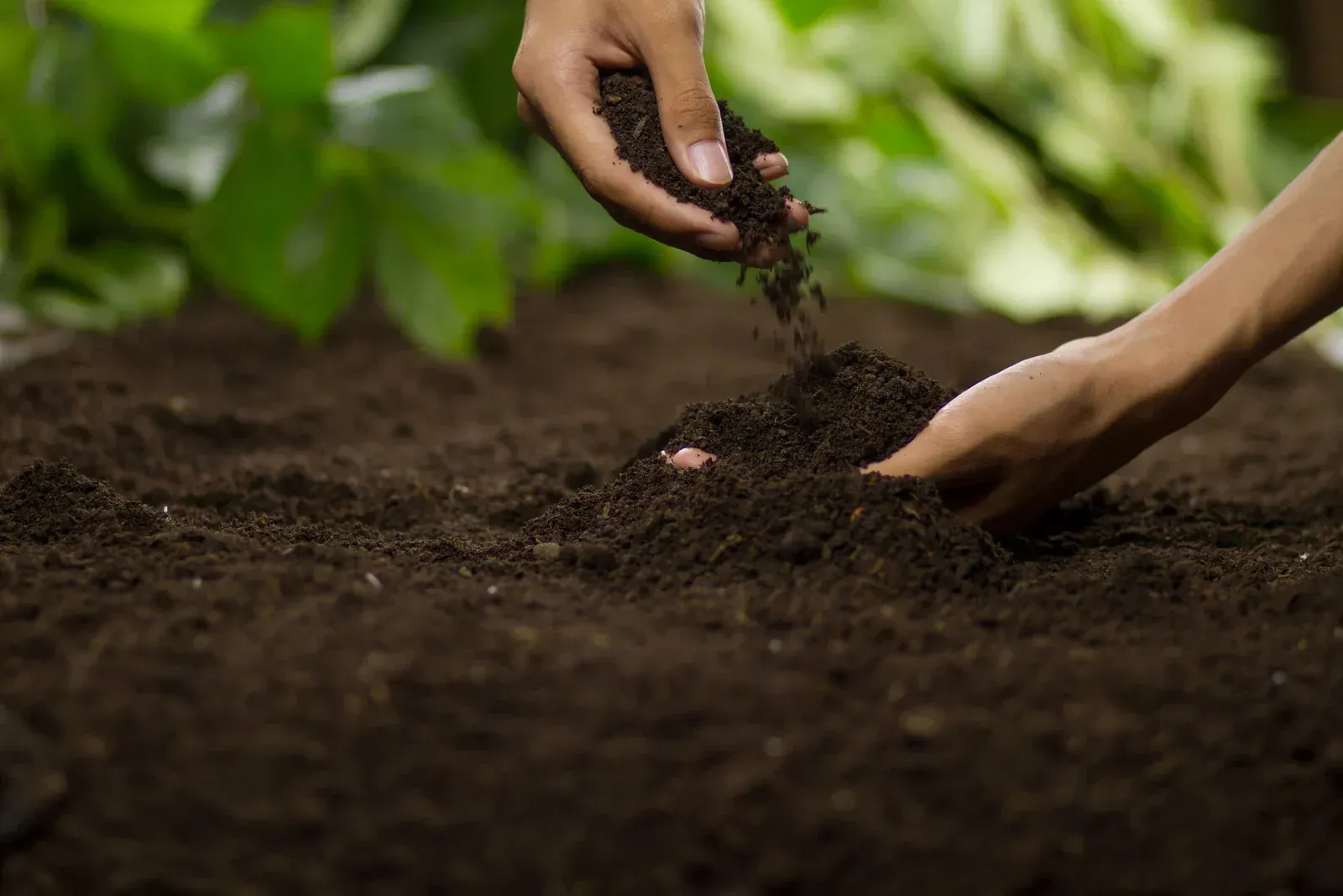 Hands planting seedlings in dark soil in a garden.