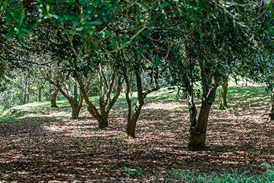Tree Cropping