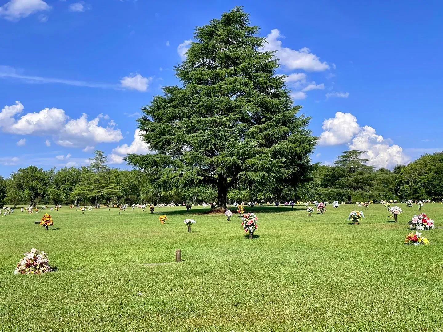 Large evergreen tree in a green cemetery lawn under a bright blue sky with scattered clouds